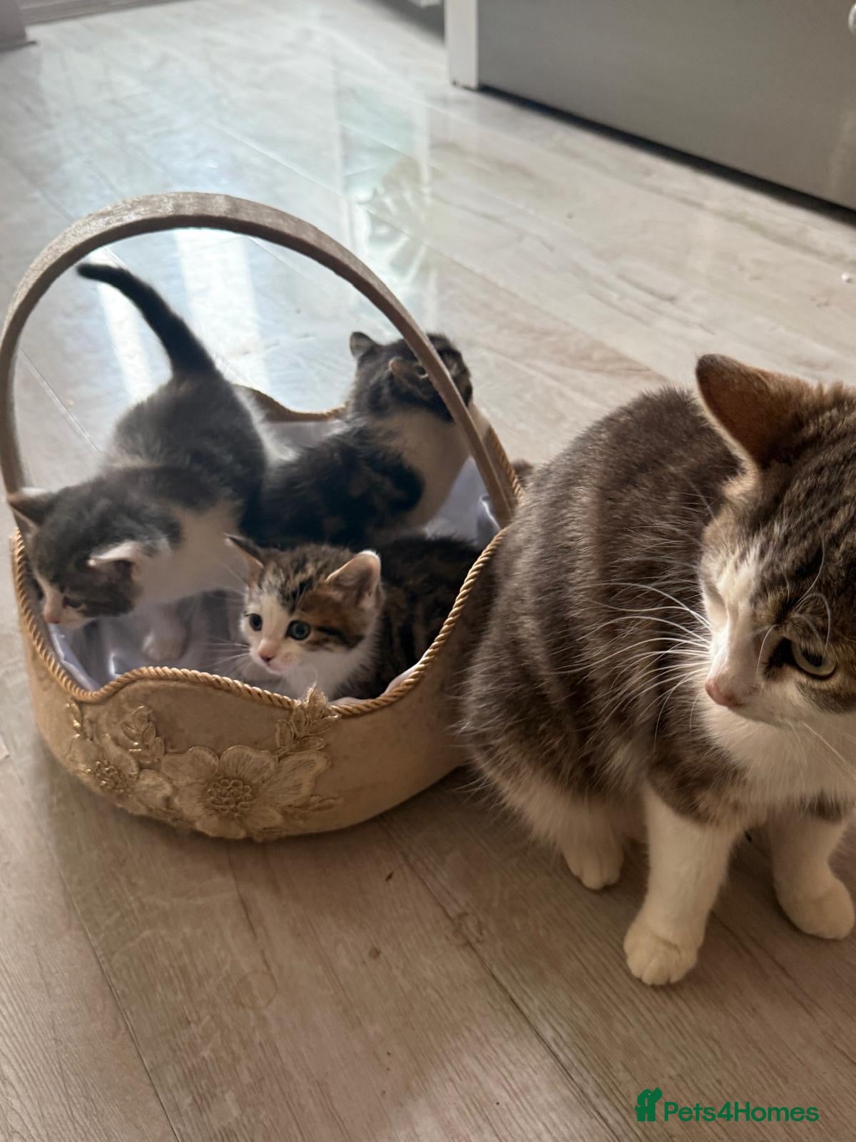 Mixed Breed cats Mixed breed kittens  - Advert 5