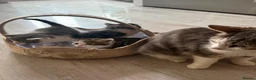 Mixed Breed cats for sale: Mixed breed kittens  in Dagenham - Advert 1