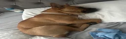 Mixed Breed dogs for sale: Stormi  - Advert 4