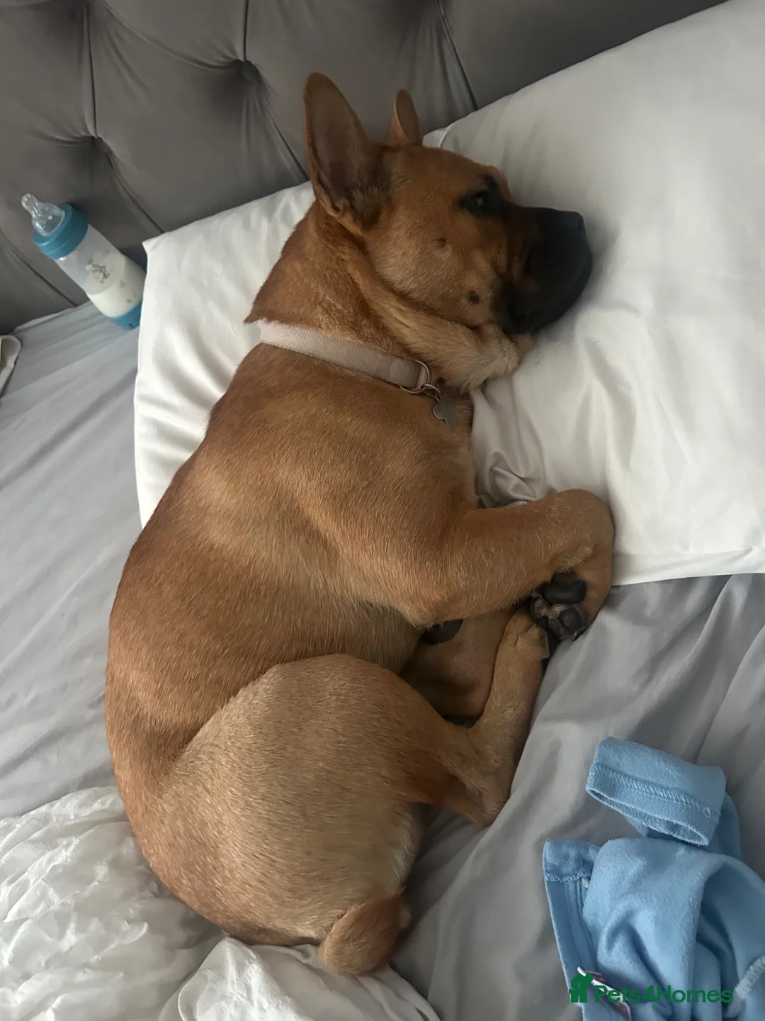 Mixed Breed dogs for sale: Stormi  - Advert 4