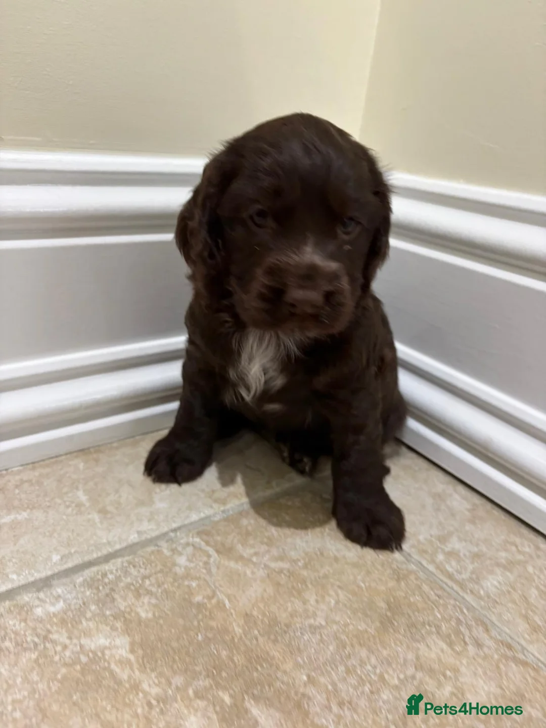 Cocker Spaniel dogs for sale: Beautiful Cocker Spaniel Puppies  - Advert 5