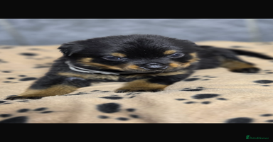 Rottweiler dogs Stunning Rottweiler puppy’s  - Advert 11
