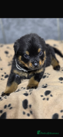 Rottweiler dogs Stunning Rottweiler puppy’s - Advert 1