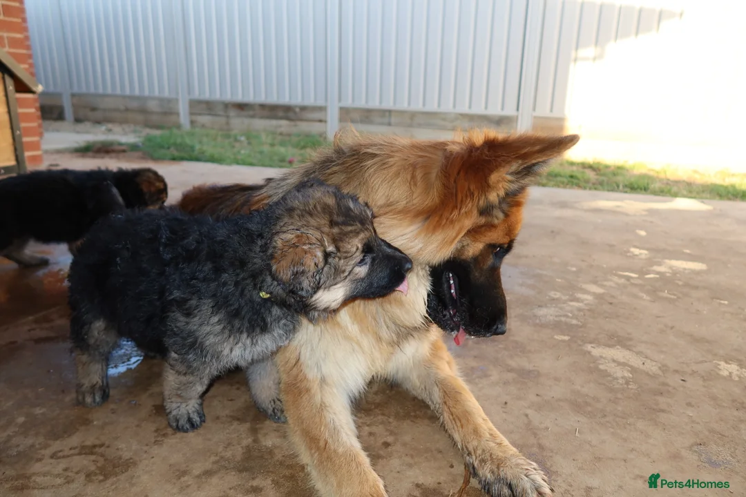 German Shepherd dogs for sale: German Shepherd Puppies - For sale in London - Advert 2