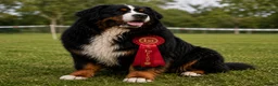Bernese Mountain Dog dogs for stud: KC registered Bernese mountain dog for stud  - Advert 3