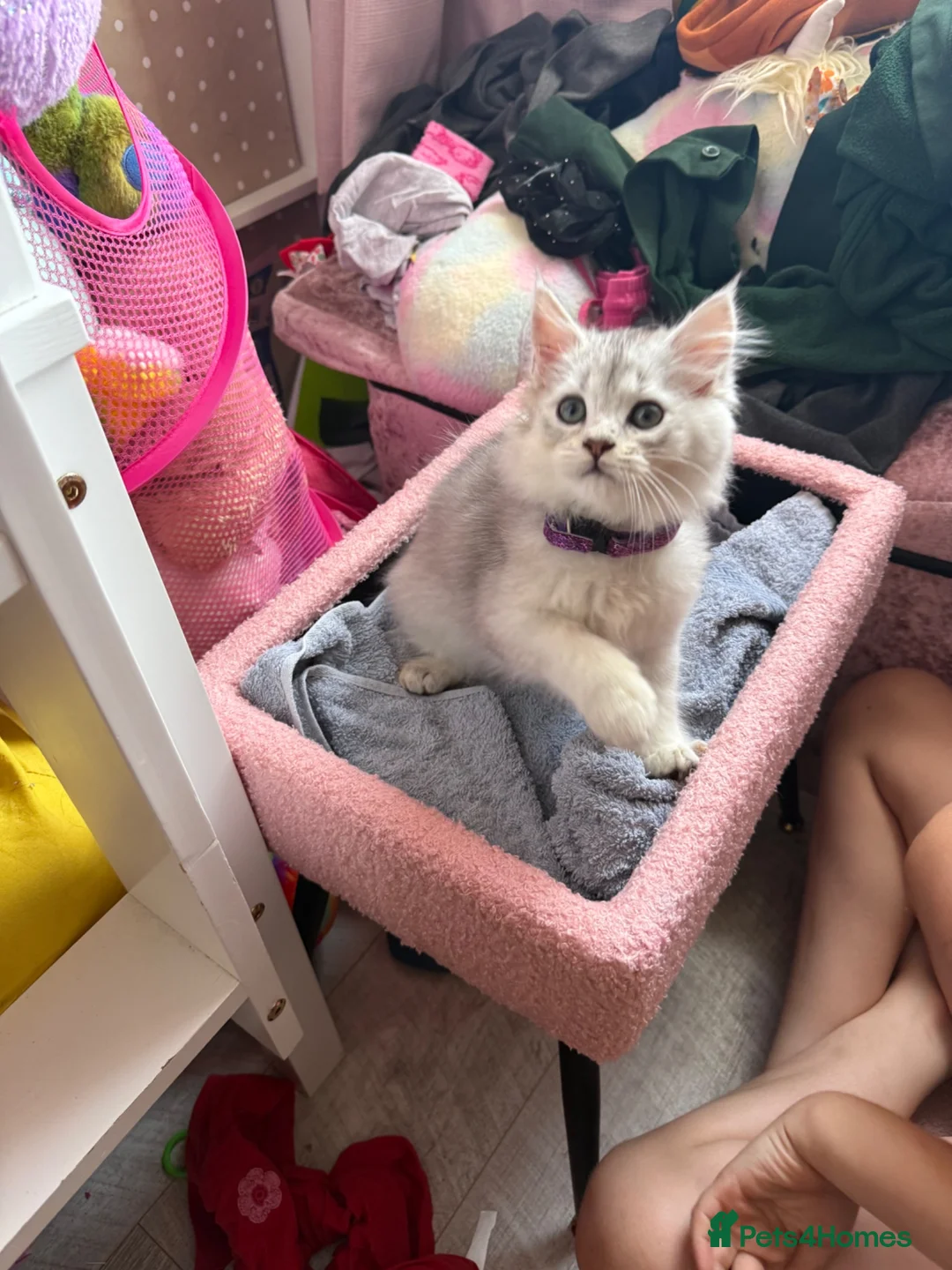 Maine Coon cats for sale: 1 British Longhair X Mainecoon 🩶 Male  - Advert 1