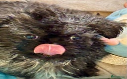 Shih Tzu dogs for sale: Three gorgeous shihtzu puppies  - Image 6