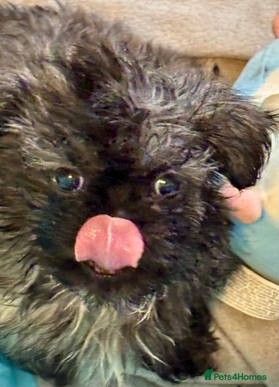 Shih Tzu dogs for sale: Three gorgeous shihtzu puppies  - Image 6