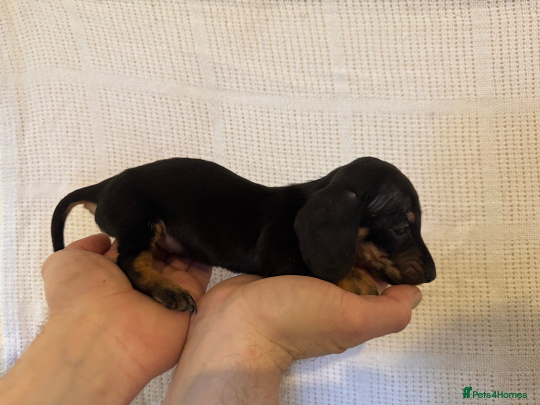 Miniature Dachshund dogs for sale: KC registered miniature dachshunds  - Advert 8