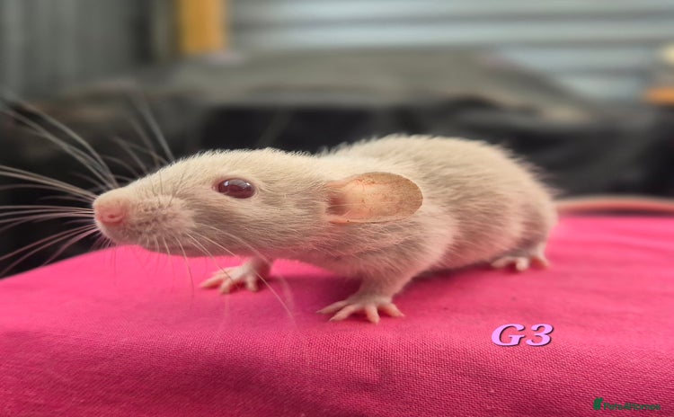 Rat rodents - Advert 3