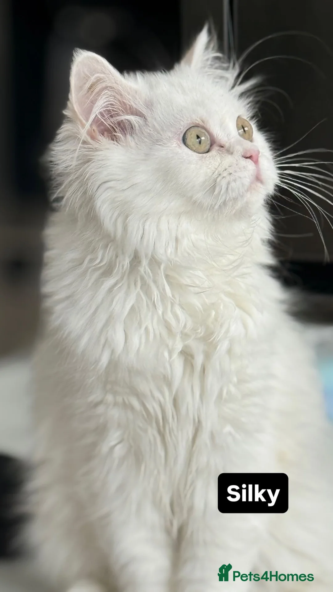 Persian cats for sale: The last Beautiful Persian female kitten - Advert 2
