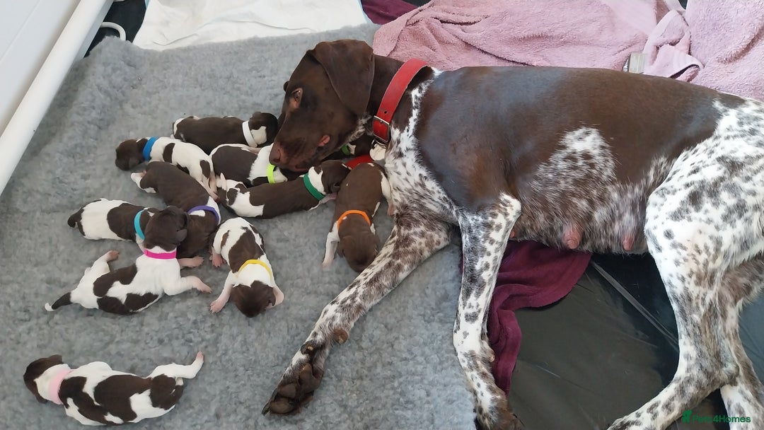 German Shorthaired Pointer dogs for sale: GSP Litter due 12th August  - Image 5