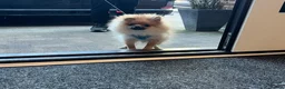 Pomeranian dogs for sale: Last male Pomeranian puppy - Advert 6