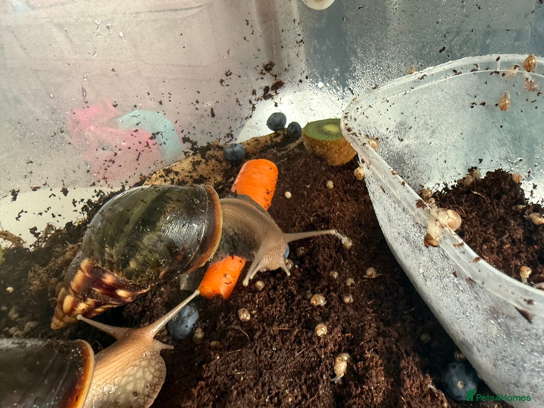 Mixed Breed rodents for sale: African land snail babies.  - Image 4
