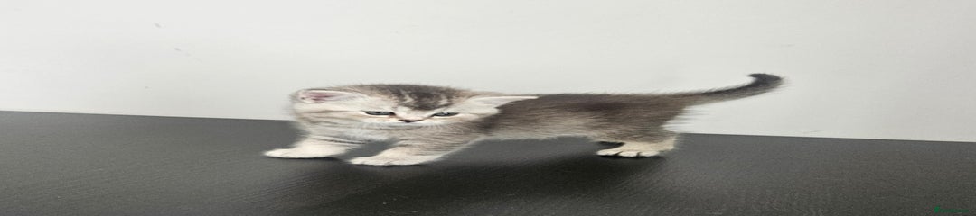 Silver tipped girl