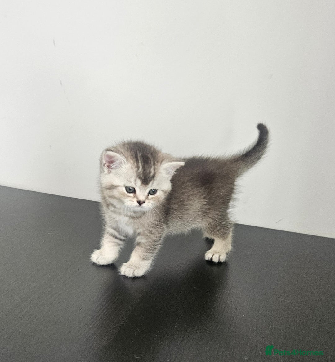 British Shorthair cats for sale: Rare GCCF Registered British Shorthair Kittens  - Image 7