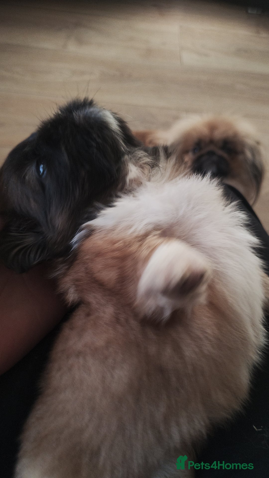 Pekingese dogs for sale: Pekingese puppies. Eastbourne - Advert 4