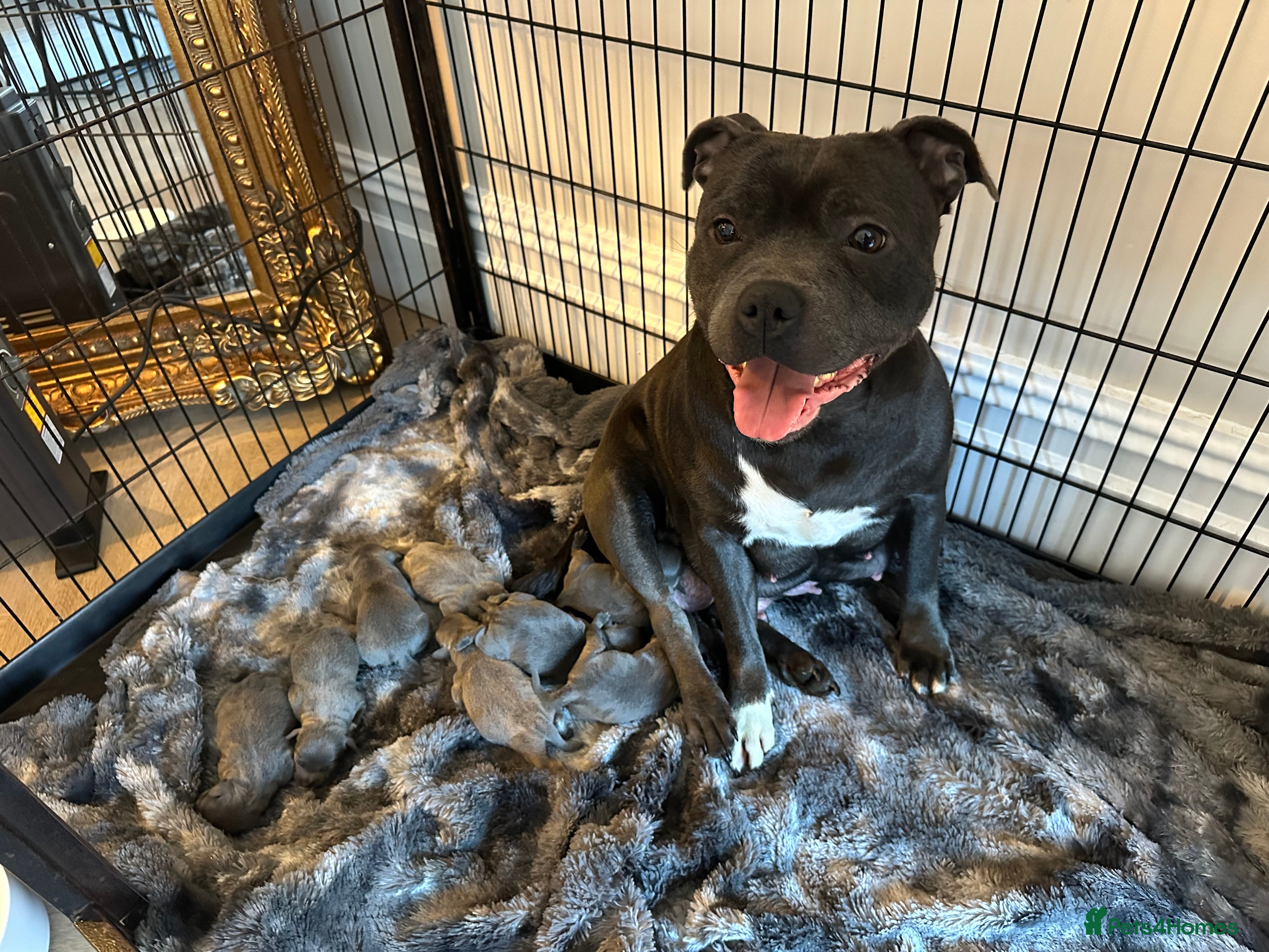 Staffordshire Bull Terrier dogs Staffordshire Bull Terrier Pups for Sale 🩶 - Advert 1