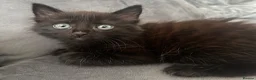 Mixed Breed cats for sale: Beautiful fluffy black and white kittens  - Advert 5