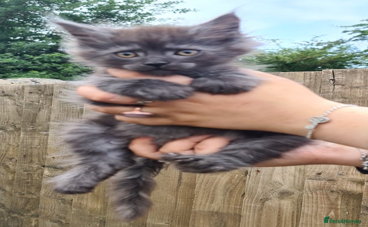 Maine Coon cats in Leeds - Advert 6