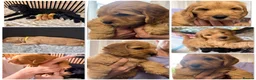 Cockapoo dogs for sale: ❤️READY NOW❤️3 Pretty F2 Cockapoo Girls Available  - Advert 2