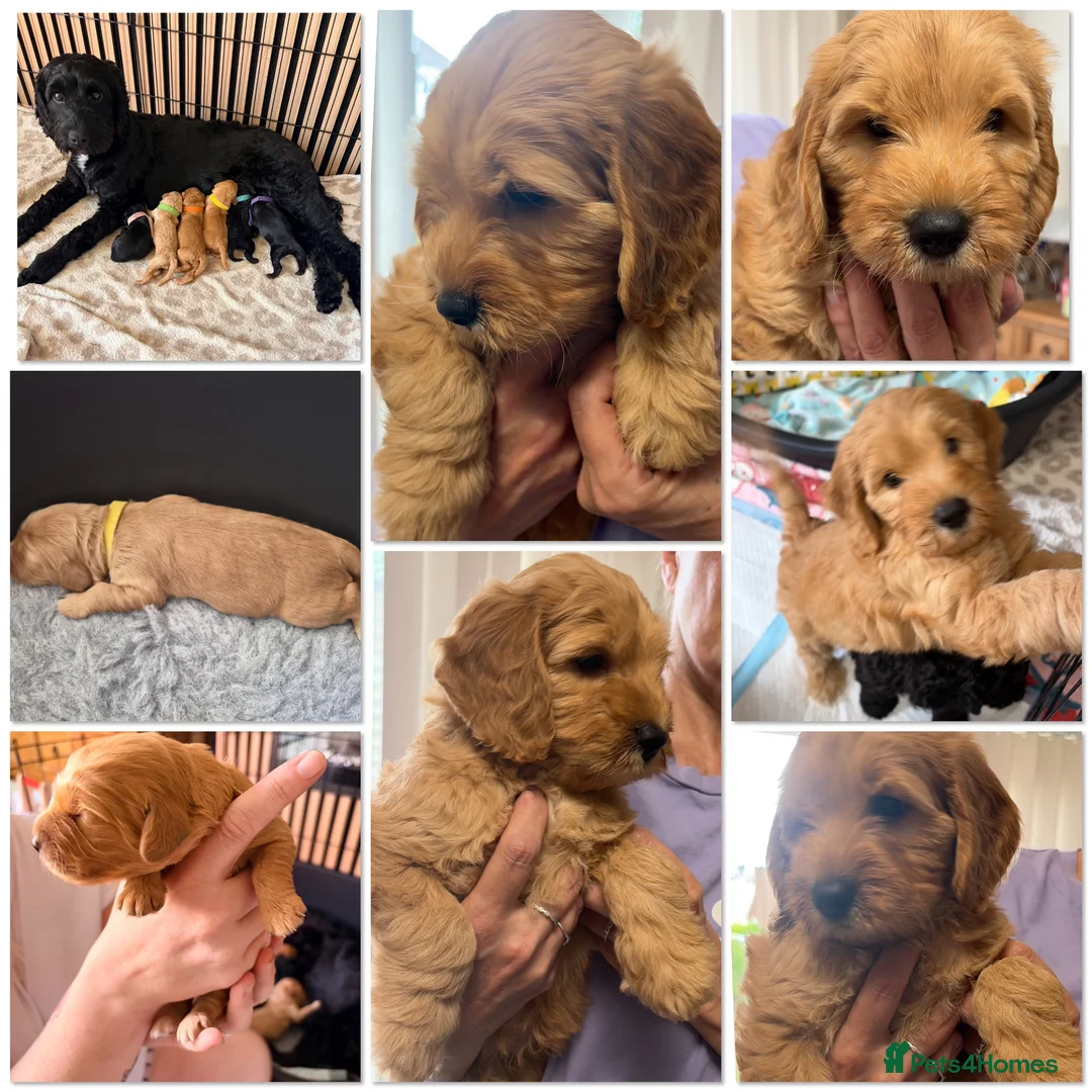 Cockapoo dogs for sale: ❤️READY NOW❤️3 Pretty F2 Cockapoo Girls Available  - Advert 2