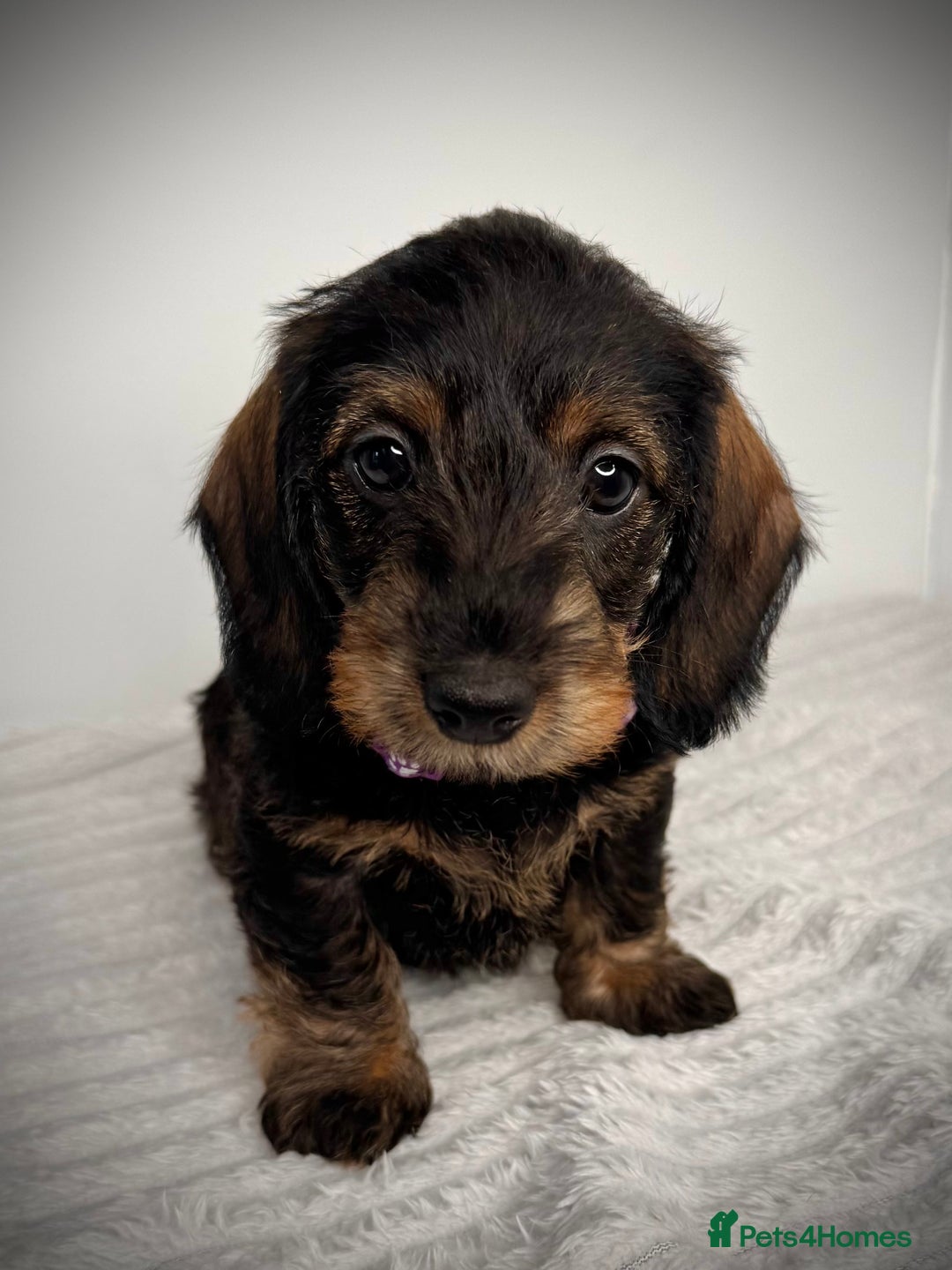 Miniature Dachshund dogs for sale: KC Reg Wire Haired Miniature Dachshund Puppies  - Advert 29