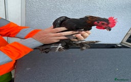 Chickens poultry for sale: Cockerels - Image 9