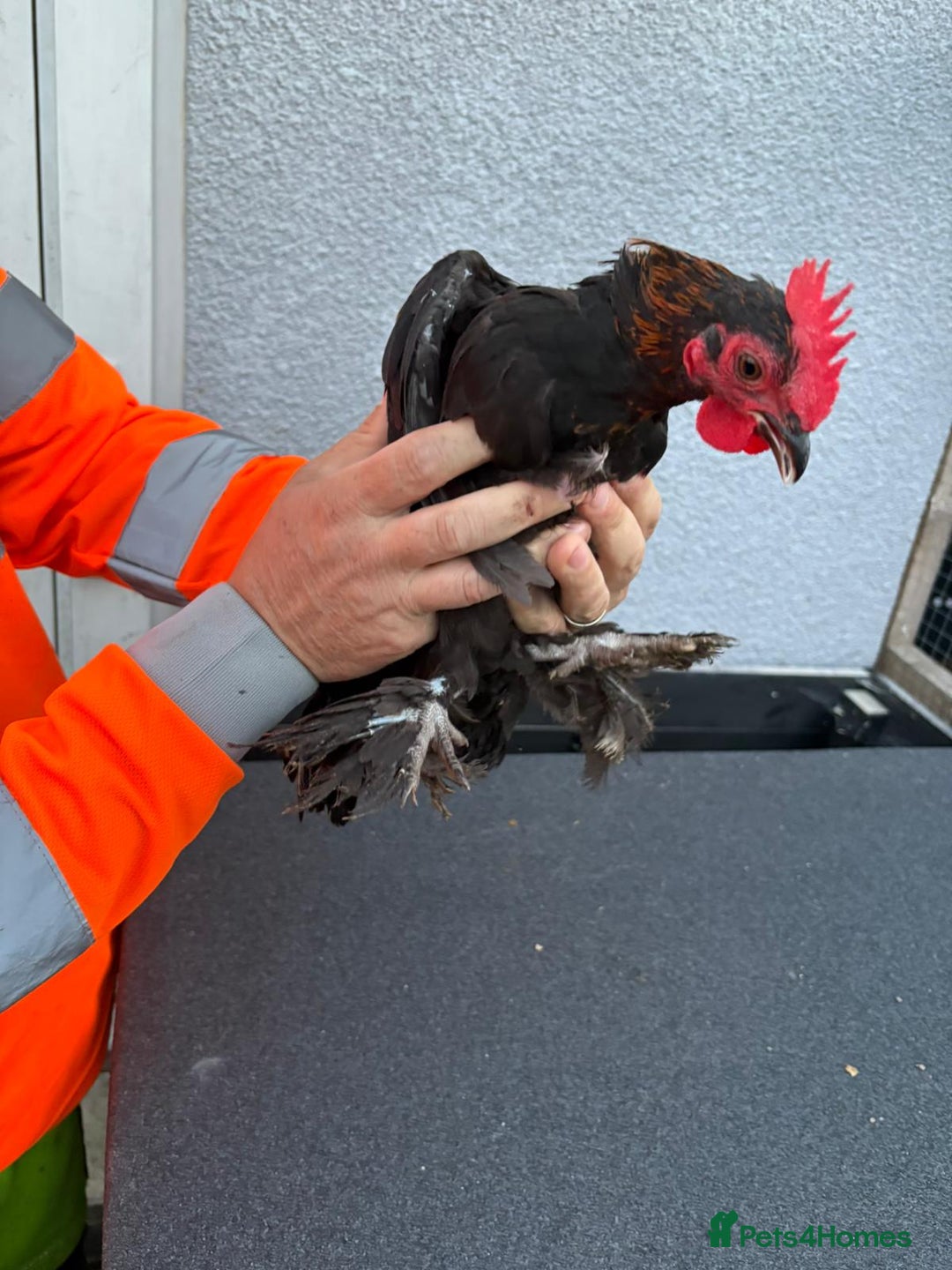 Chickens poultry for sale: Cockerels - Image 9