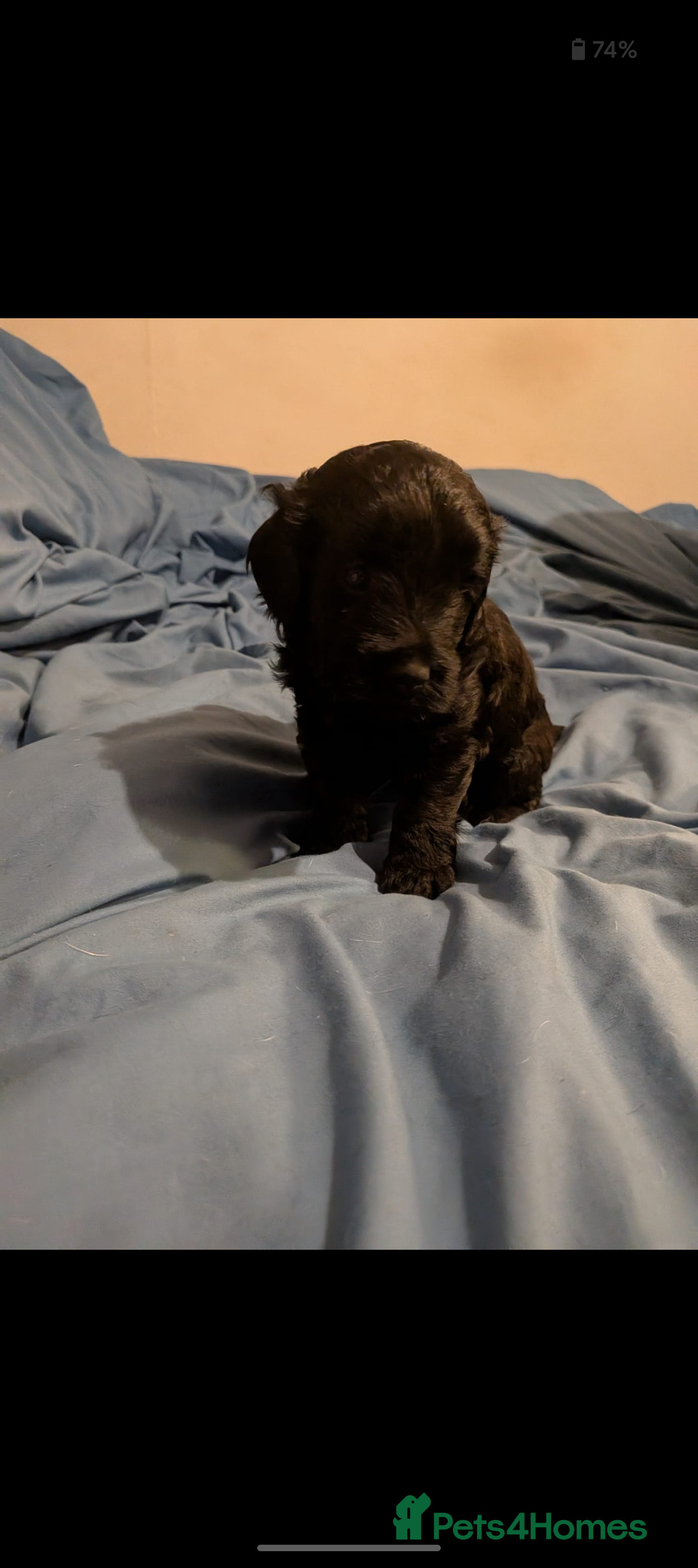 Mixed Breed dogs for sale: Yorkiepoo cockapoo puppies  - Image 6