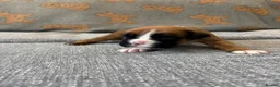 Boxer dogs for sale: Beautiful, KC registerd boxer puppies for sale in Canvey Island - Advert 7