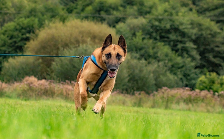 Belgian Shepherd Dog dogs in Treorchy - Advert 2