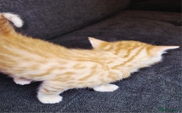 Bengal cats for sale: Absolutely Stunning Bengals  - Image 4
