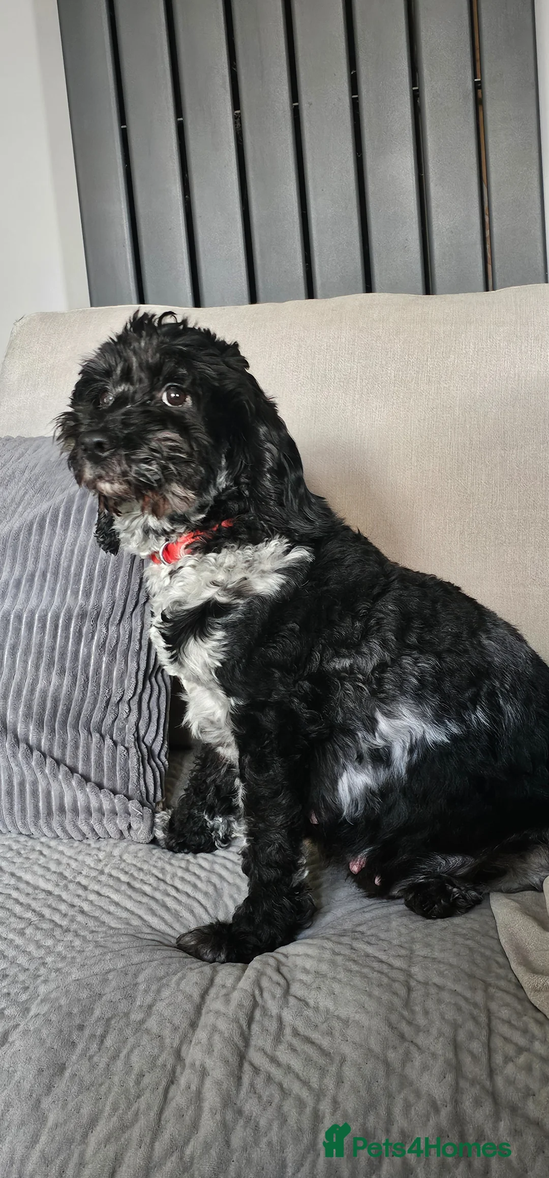 Cockapoo dogs for sale: Beautiful Miniature merle cockapoos - Advert 2