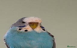 Budgerigars birds for sale: Baby girl in need of a big family of budgies - Image 2