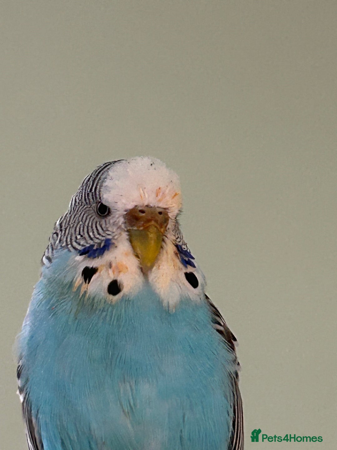 Budgerigars birds for sale: Baby girl in need of a big family of budgies - Image 2