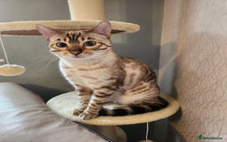 Bengal cats for stud: Proven Snow Bengal for studd in Southampton - Image 8