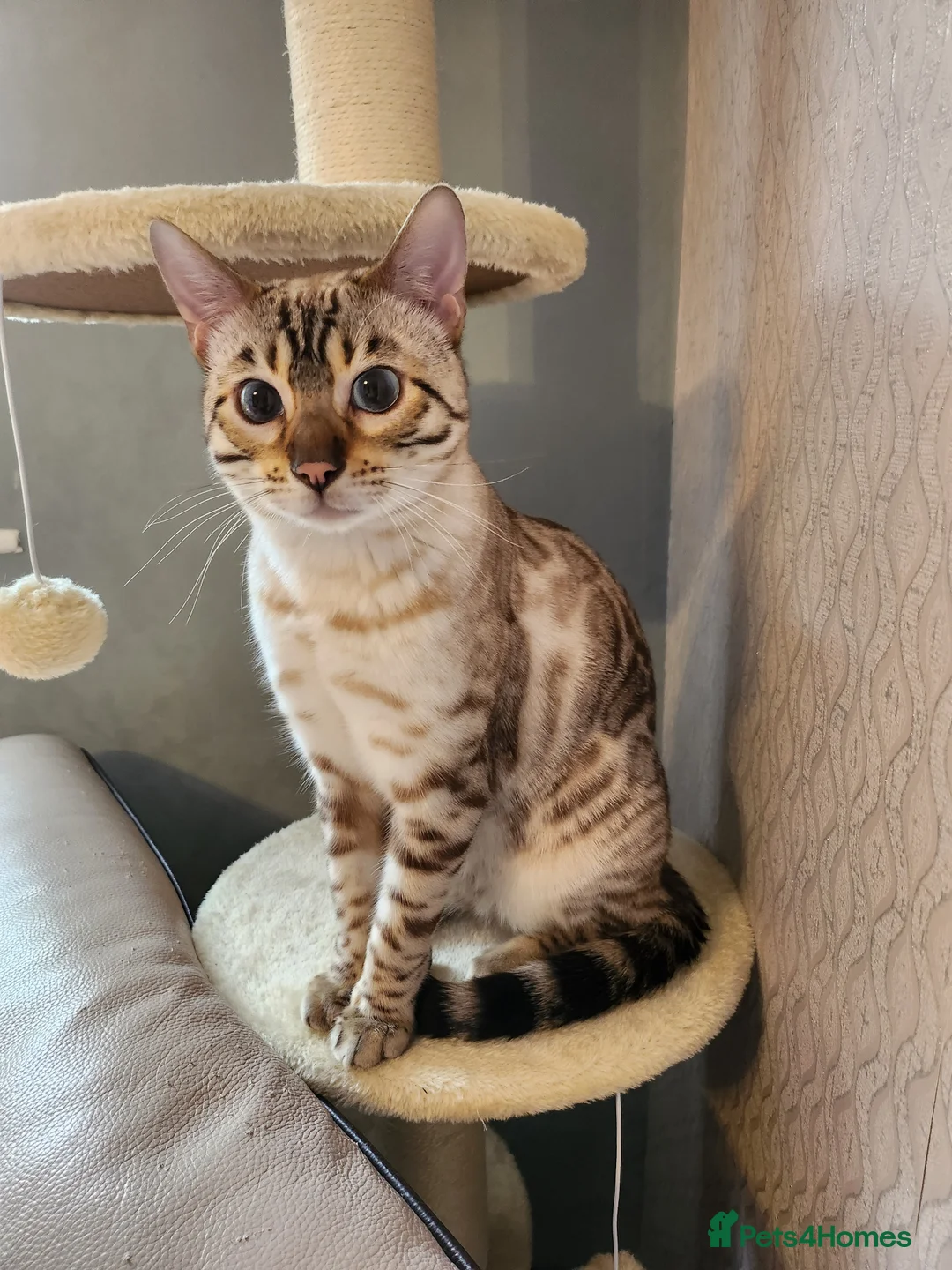 Bengal cats for stud: Proven Snow Bengal for studd in Southampton - Advert 10