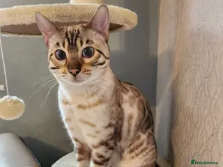 Bengal cats Proven. Snow Bengal for studd (non-active) - Advert 14