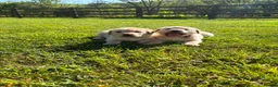 Labrador Retriever dogs for sale: 4 beautiful Labrador boys for family/work buddy in Aberaeron - Advert 11