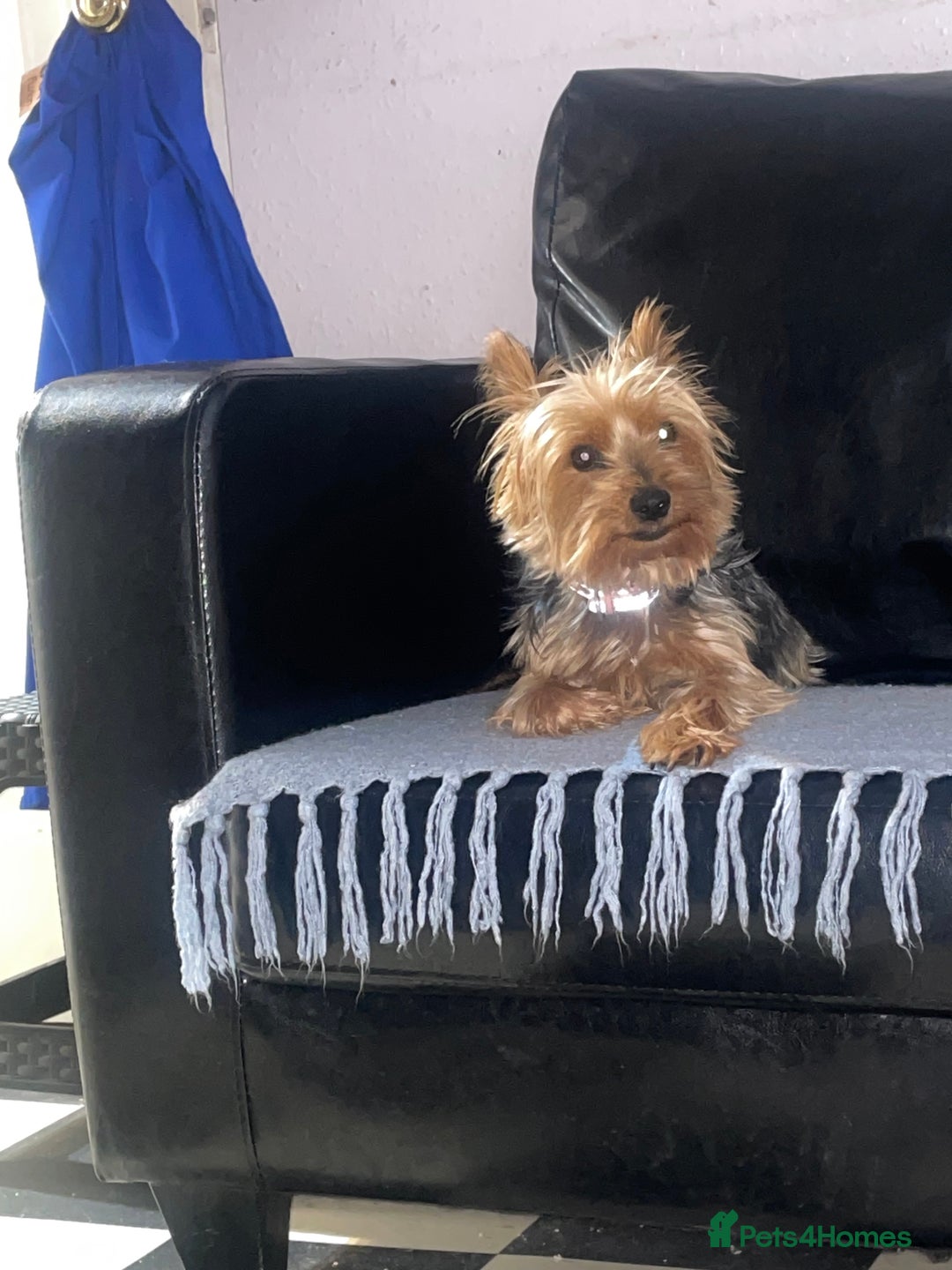 Yorkshire Terrier dogs for sale: Yorkshire Terrier puppies 🐶  - Advert 1