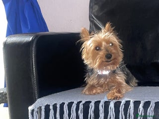 Yorkshire Terrier dogs Yorkshire Terrier puppies 🐶 - Advert 1