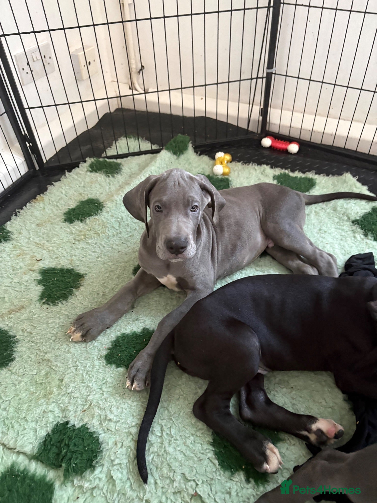 Great Dane dogs High Quality Great Dane Puppies - Advert 2