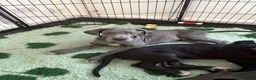 Great Dane dogs for sale: High Quality Great Dane Puppies - Advert 5