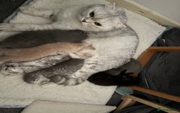 Scottish Fold cats for sale: Scottish fold&straight kittens - Advert 1