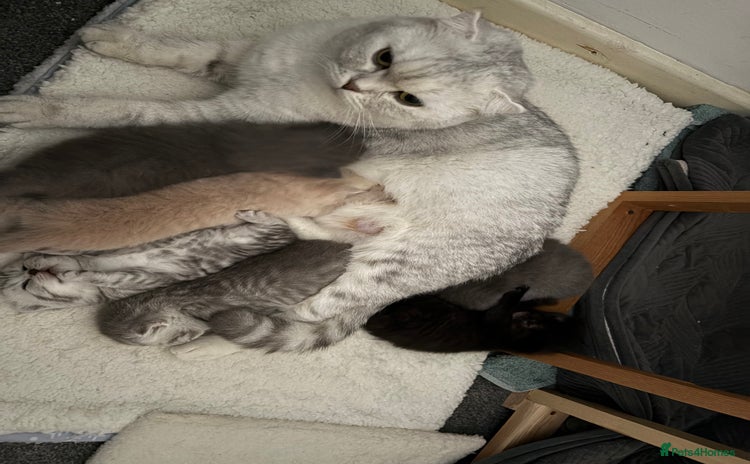 Scottish Fold cats Scottish fold&straight kittens - Advert 2