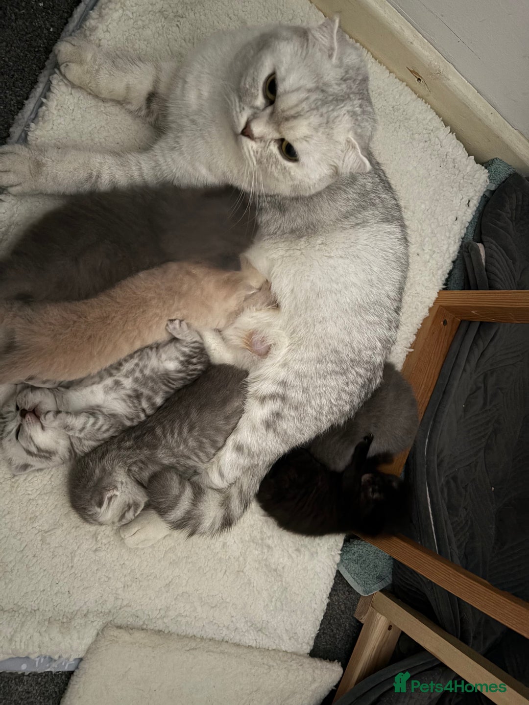 Scottish Fold cats for sale: Scottish fold&straight kittens - Advert 1