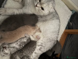 Scottish Fold cats Scottish fold&straight kittens - Advert 1