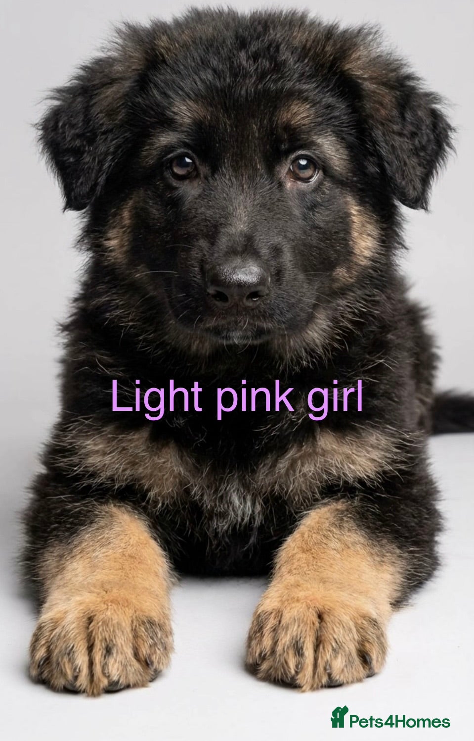 German Shepherd dogs READY NOW german shepherd - Advert 5