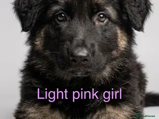 German Shepherd dogs READY NOW german shepherd - Advert 5